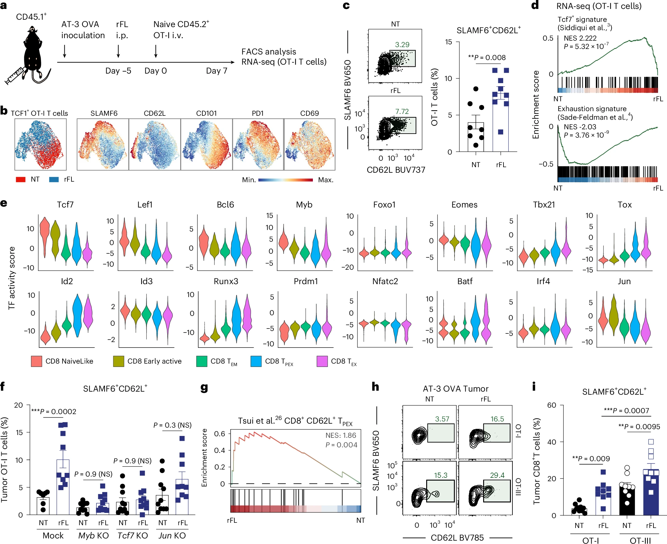 Fig. 3: Flt3L-mediated expansion of stem-like CD8+ T cells is dependent on Myb. Fig. 3: Flt3L-mediated expansion of stem-like CD8+ T cells is dependent on Myb.