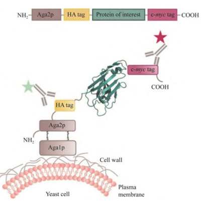 基于α-凝集素的Saccharomyces cerevisiae 酵母表面展示系统示意图 基于α-凝集素的Saccharomyces cerevisiae 酵母表面展示系统示意图