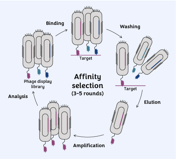 生物淘选过程 生物淘选过程