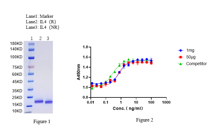知禾泰克重组人IL4 知禾泰克重组人IL4