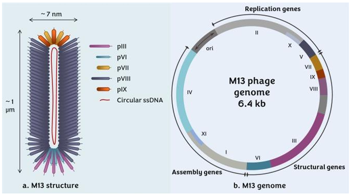 M13噬菌体的结构及其基因组 M13噬菌体的结构及其基因组
